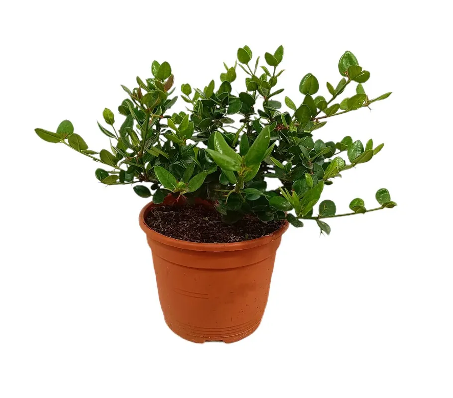 Carissa Macrocarpa M22 30cm De Moda