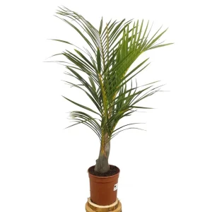 Mascarena Verschaffelti M21 100cm Certificado