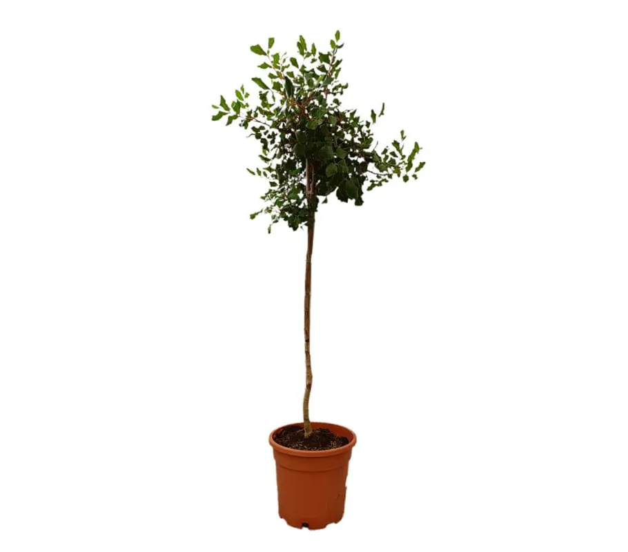 Última Oportunidad Ceratonia Siliqua Copa M25 120-130cm