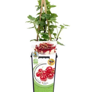Moderno Grosella Roja En Maceta 2 L. Natural - Fitoralia
