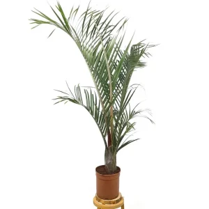 Neodypsis Decarii M21 100cm Rebajas