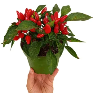 Máxima Calidad Capsicum Annuum M14 (pimiento)