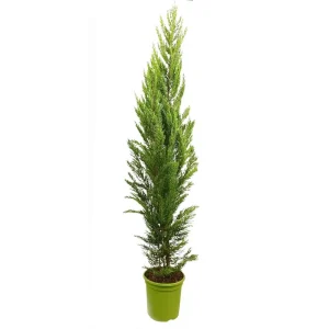 Garantía Incluida Cupressus Macrocarpa Goldcrest M25 150cm