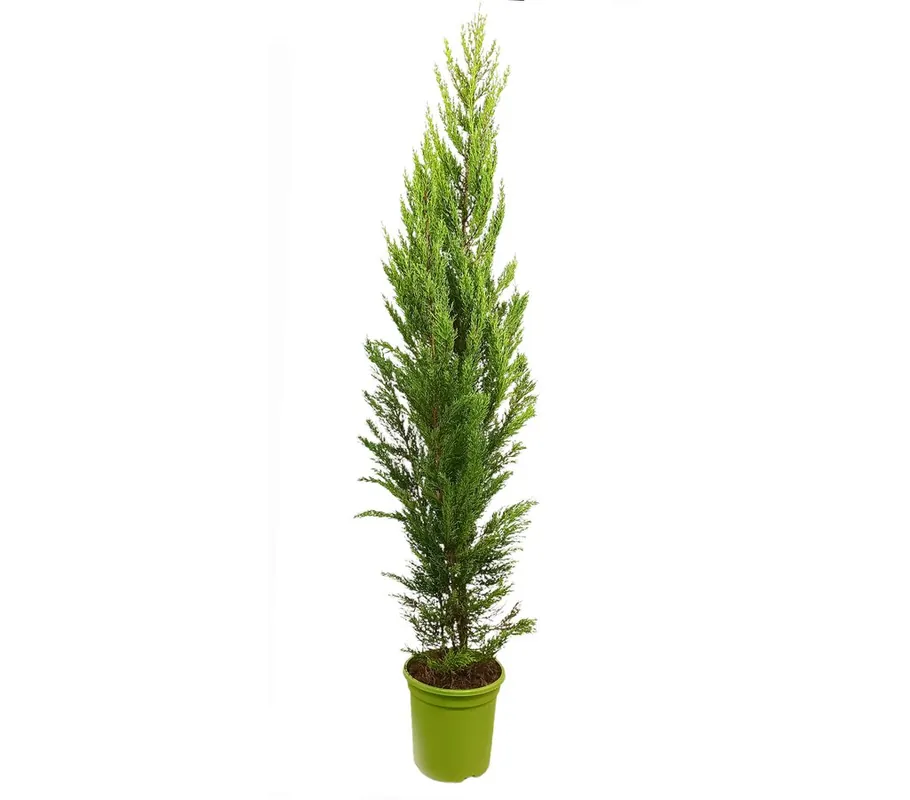 Garantía Incluida Cupressus Macrocarpa Goldcrest M25 150cm
