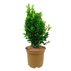 Euonymus Compacta M27 A Buen Precio