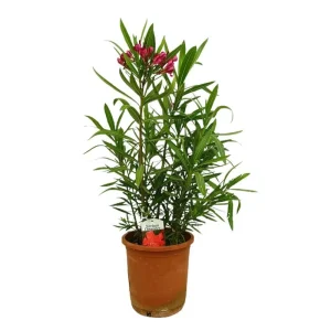 Adelfa Roja M25 60-80cm (valadre O Nerium Oleander) Mayoreo
