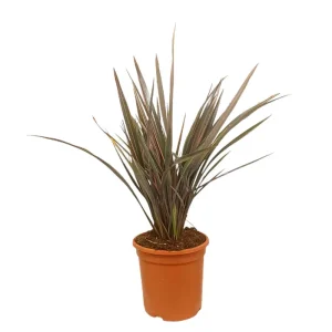 Phornium Pink Stripe M24 80cm Precio Económico