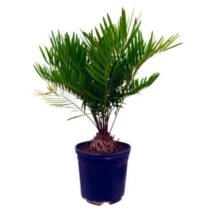 Solo Hoy Zamia Floridiana M22 50 - 60cm