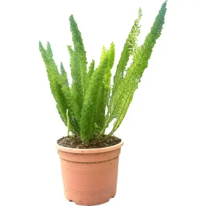 Asparagus Meyerii M30 60cm Envío Gratis