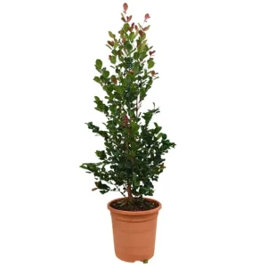 Premium Eugenia Etna Fire M24 70-80cm