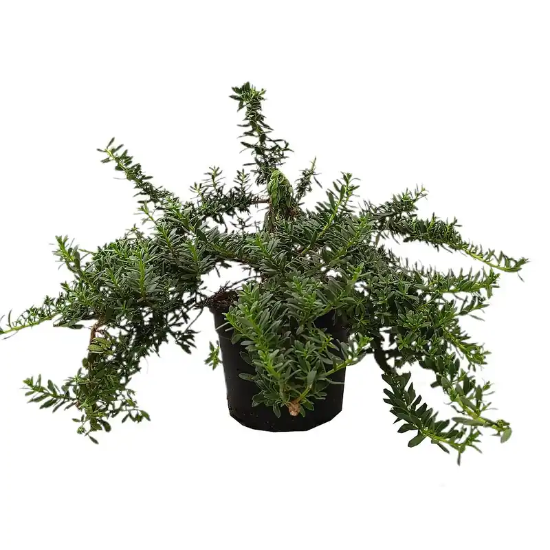 Myoporum Parvifolium M19 40cm Envío Internacional