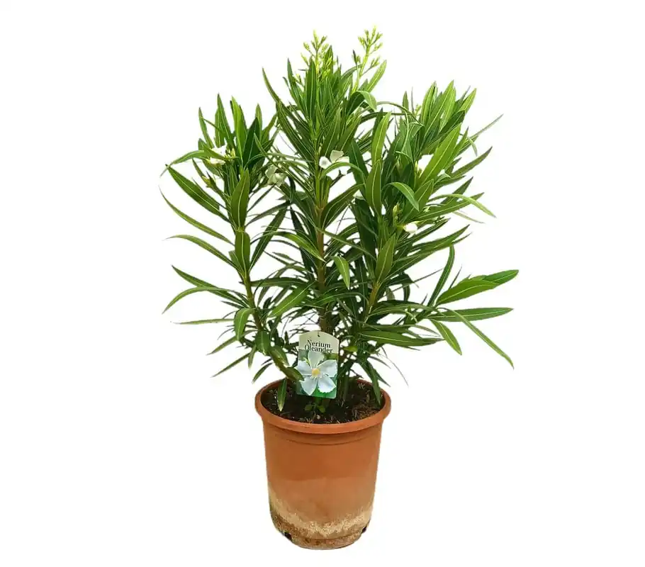 Comprar En Línea Adelfa Blanca M25 60-80cm (valadre O Nerium Oleander)