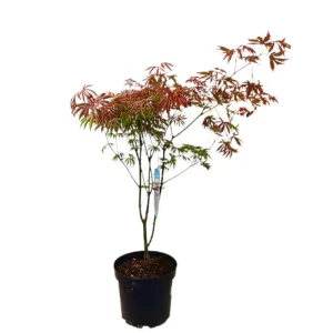 Precio Bajo Acer Palmatum M23