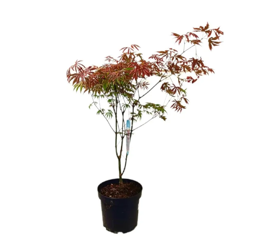 Precio Bajo Acer Palmatum M23
