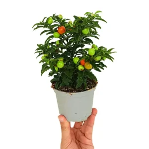 Profesional Solanum Pseudocapsicum M10 (mirto)