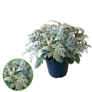 Rebajas Cineraria Maritima M13 30cm