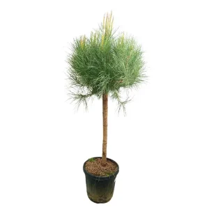 Solo Hoy Pinus Pinea Copa M35 150-170cm
