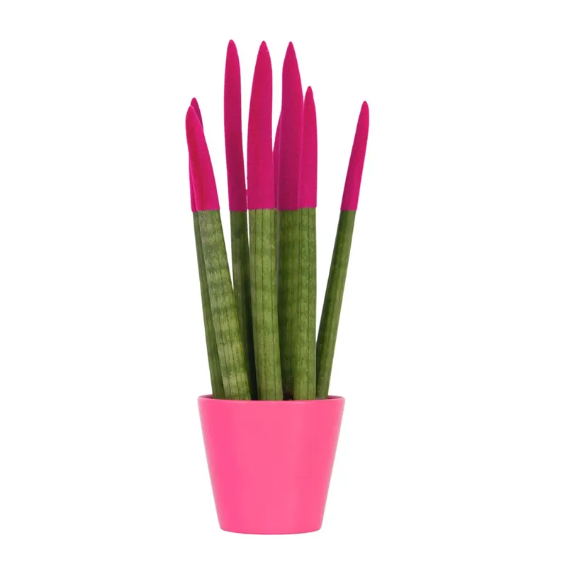 Auténtico Lengua De Suegra Cilíndrica - Sansevieria Cylindrica - Altura 20-40cm - ⌀9cm