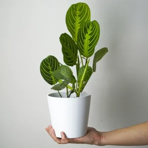 Maranta Lemon Lime Edición Limitada