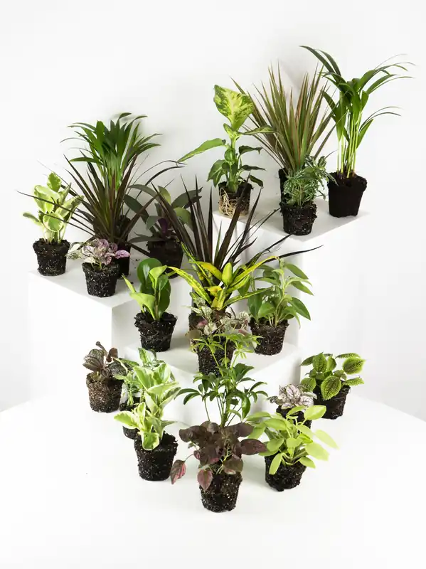 Stock Limitado Pack De Mini Plantas - 6 Unidades