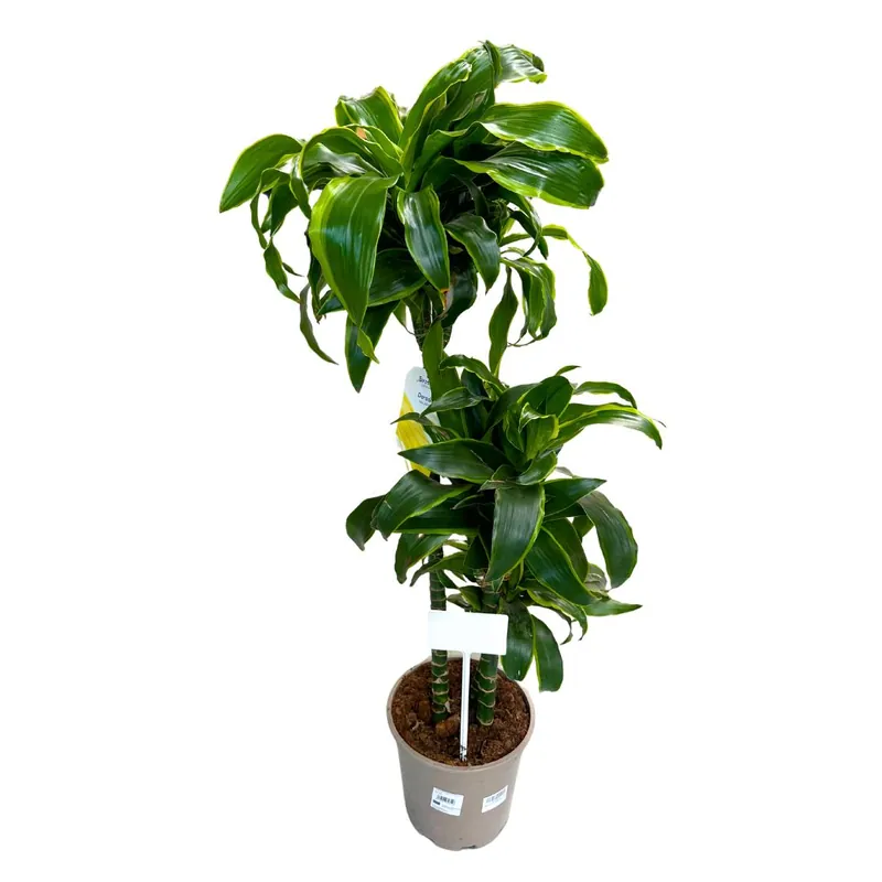 Dracena Dorada Planta De Interior (dracaena Fragrans 'massangeana') Tendencia