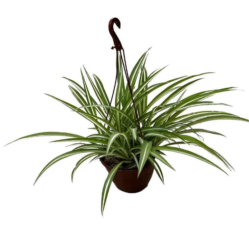 Falangio O Cinta Planta De Interior Y Exterior (rhoeo Spp.) Compra Hoy