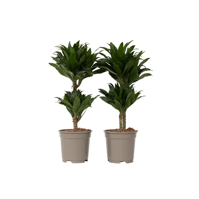 Envío Exprés Drácena - 2 Pzs - Dracaena Surculosa - Altura 50-65cm - ⌀17cm