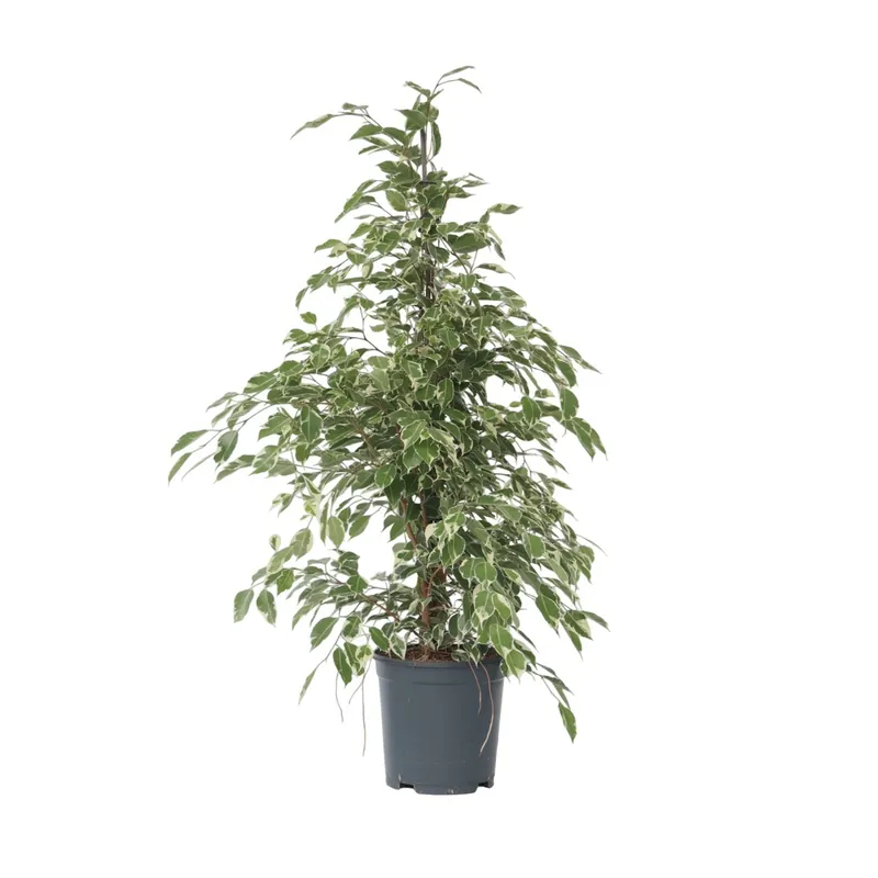 Promoción Exclusiva Higuera Llorona - Ficus Benjamina 'twilight' - Altura 100-110cm - ⌀21cm