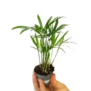 Mejor Calidad Chamaedorea Elegans M6