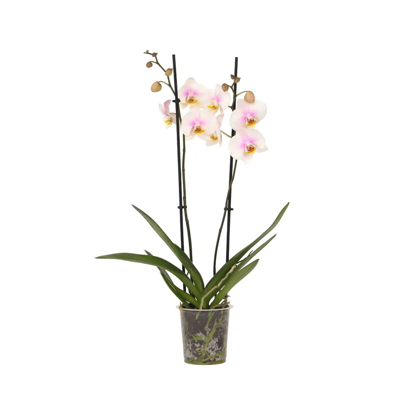 Orqídea Phalaenopsis - Phalaenopsis - Altura 50-60cm - ⌀12cm Últimas Unidades