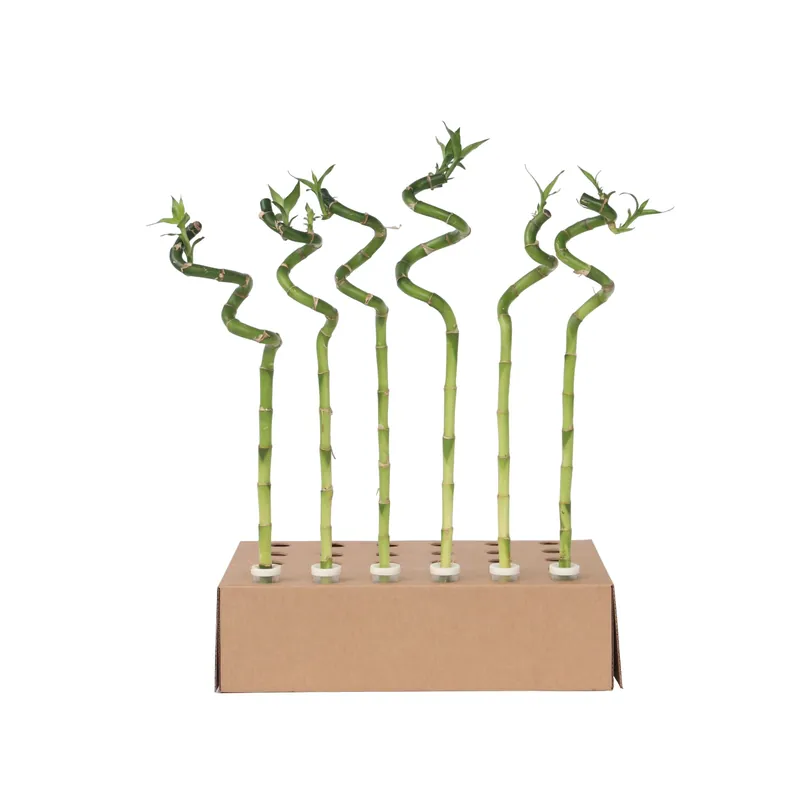 Bambú De La Suerte - 12 Pzs - Dracaena Sanderiana - Altura 40-50cm - ⌀2cm Económico