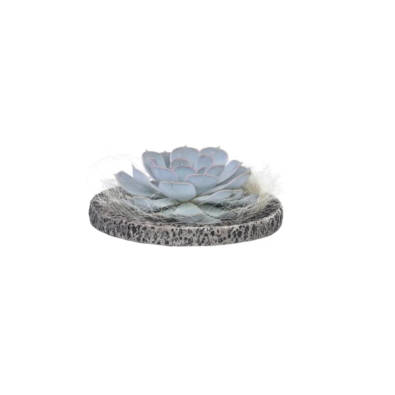 Echeveria Koala Bowl - Echeveria Lilacina - Altura 8cm Envío Exprés