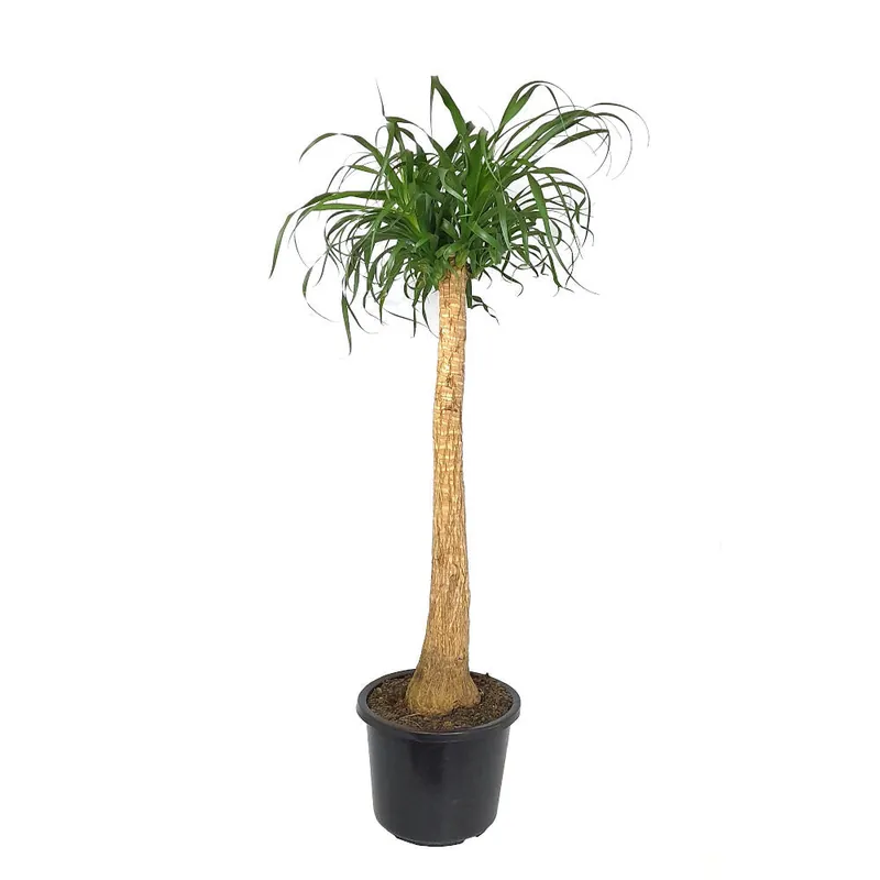 Envío Exprés Beaucarnea Recurvata M32 140cm (pata De Elefante)