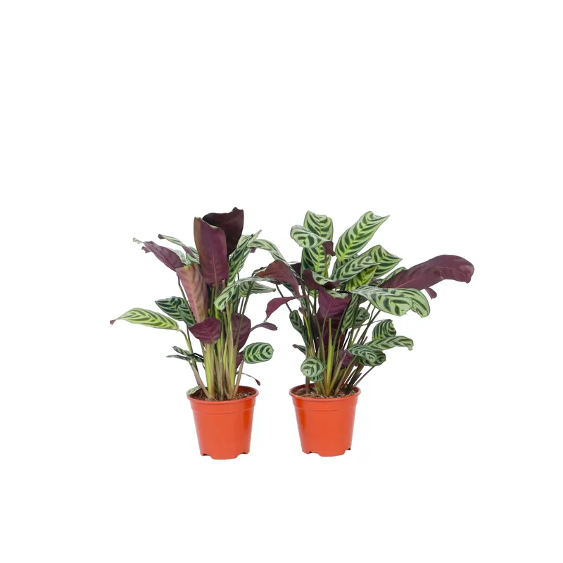 Planta De Oración - 4 Pzs - Ctenanthe 'burle-marxii' - Altura 25-40cm - ⌀12cm Oferta Flash
