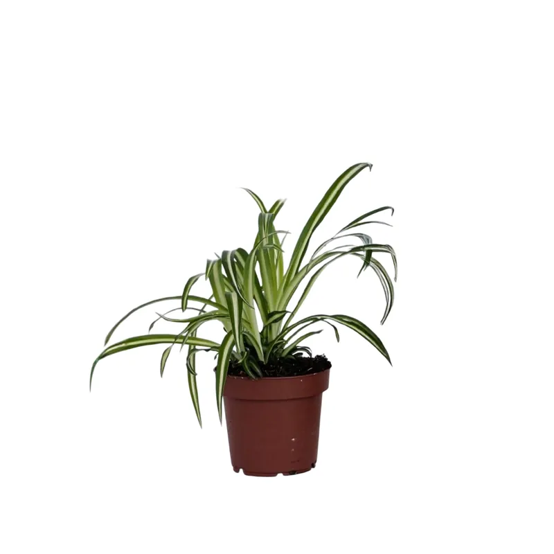 Malamadre - Chlorophytum Comosum 'atlantic' - Altura 25-40cm - ⌀12cm Solo Hoy