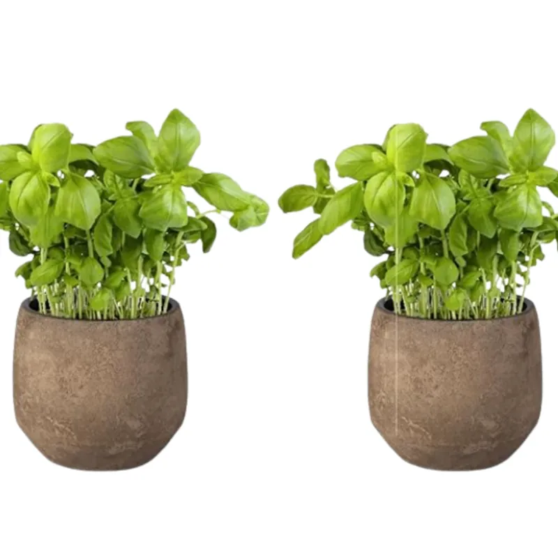 Pack 2 -planta Albahaca - Maceta 10 Cm -hierba Aromática Popular
