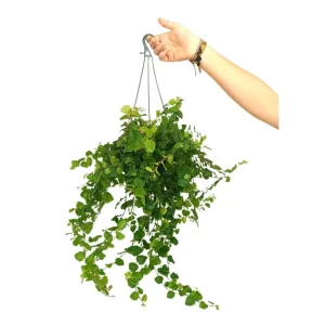 Mejor Calidad Ficus Repens M15