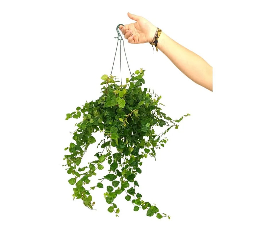Mejor Calidad Ficus Repens M15