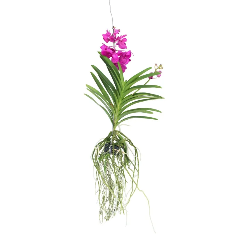 Orquídea Vanda - Vanda 'tayanee Cerise' - Altura 55-65cm Nuevo Modelo