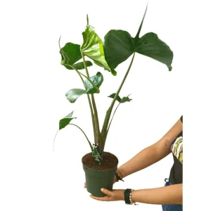 Alocasia Macrorrhiza Stingray M17 Exclusivo