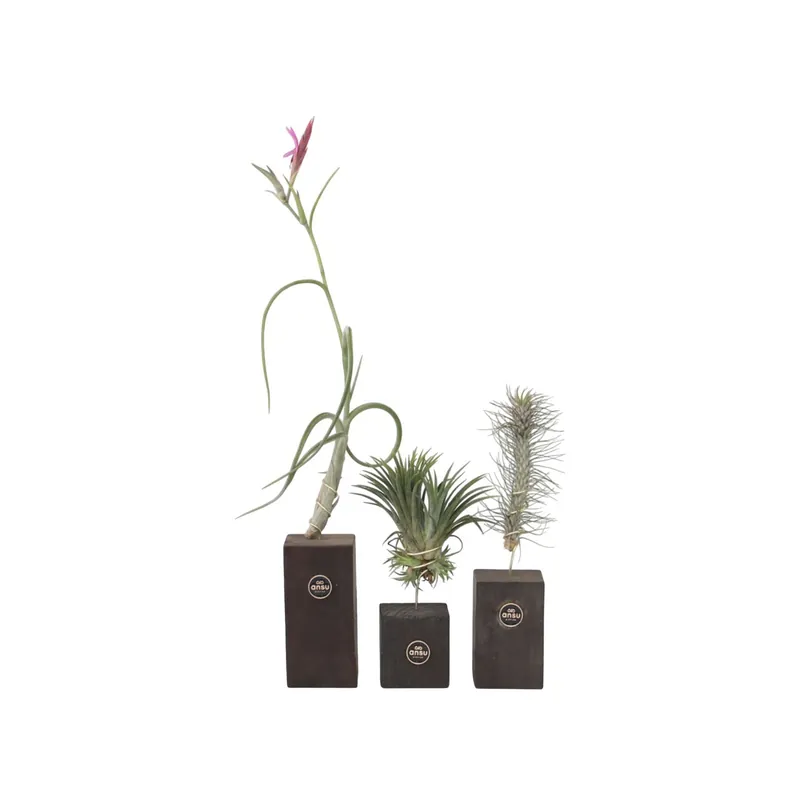 Claveles De Aire - 3 Pzs - Tillandsia 'burnt Wood Trio' - Altura 30-35cm Certificado