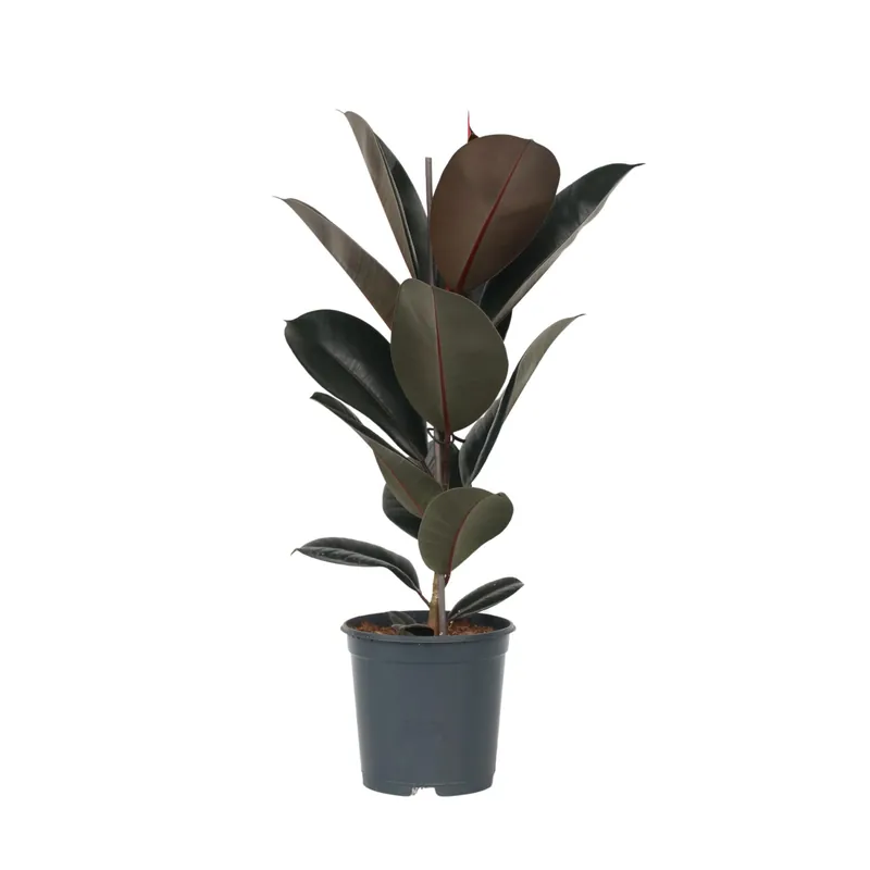 Marca Reconocida Higuera Cauchera - Ficus Elastica 'abidjan' - Altura 75-100cm - ⌀24cm