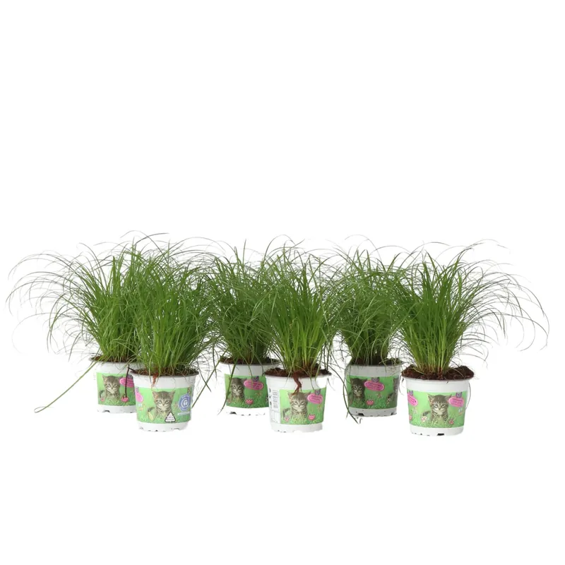 Descuento Hierba De Los Gatos - 6 Pzs - Cyperus Zumula - Altura 30-40cm - ⌀12cm