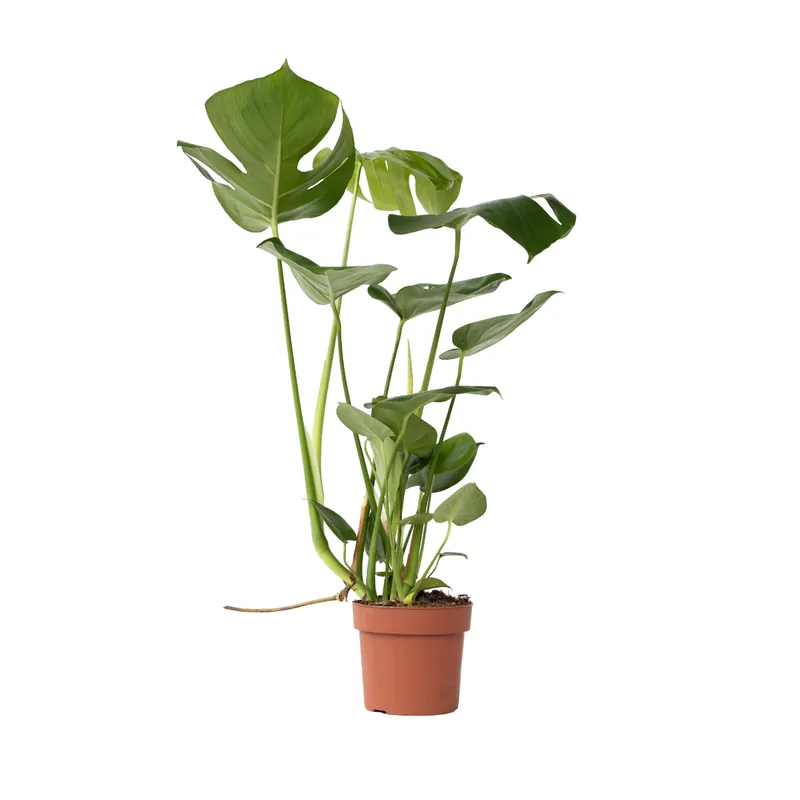Costilla De Adán - Monstera Deliciosa - Altura 50-60cm - ⌀17cm Disponible Ahora