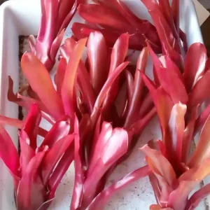 Neoregelia Fireball Planta Bromelia Mayoreo