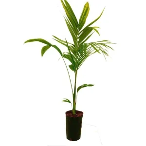 Archontophoenix Alex M17 80-100cm (palmera De Alejandría) Precio De Fábrica