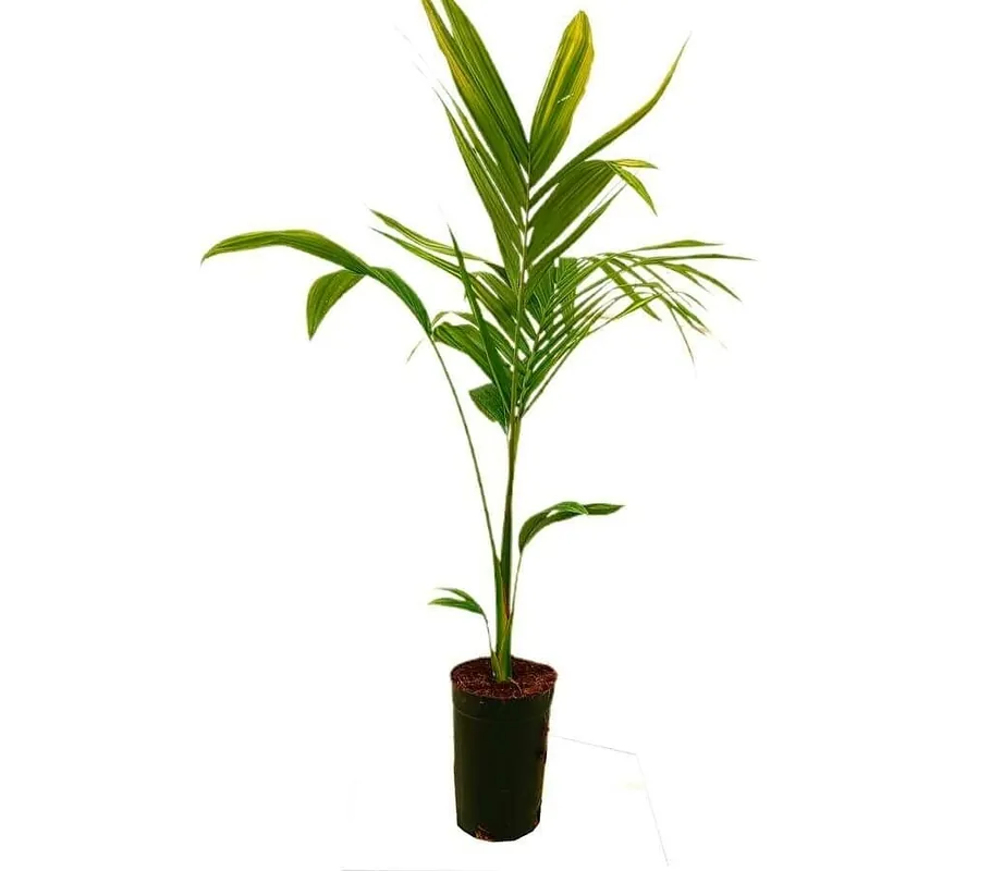 Archontophoenix Alex M17 80-100cm (palmera De Alejandría) Precio De Fábrica