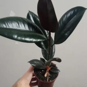 Ficus Abdijan Negro Planta Natural De Interior Profesional