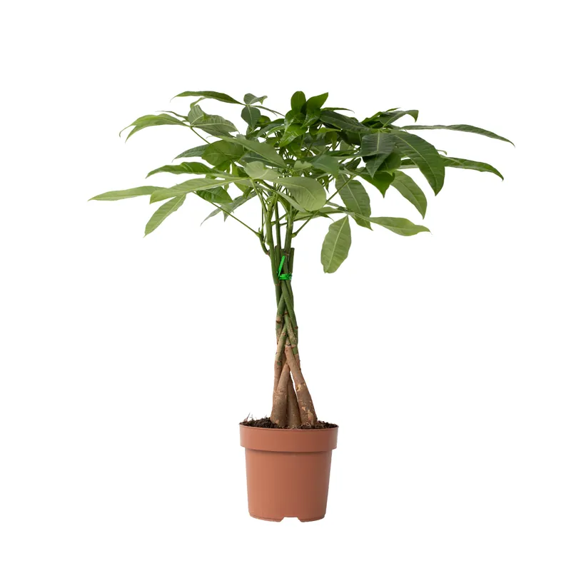 Árbol Del Dinero - Pachira Aquatica - Altura 60-70cm - ⌀17cm Stock Limitado