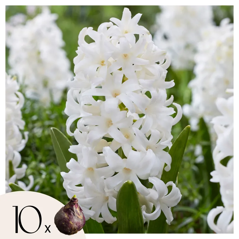 Directo De Fábrica Jacinto - 10 Pzs - Hyacinthus 'carnegie' - Bulbos De Flores - Blanco